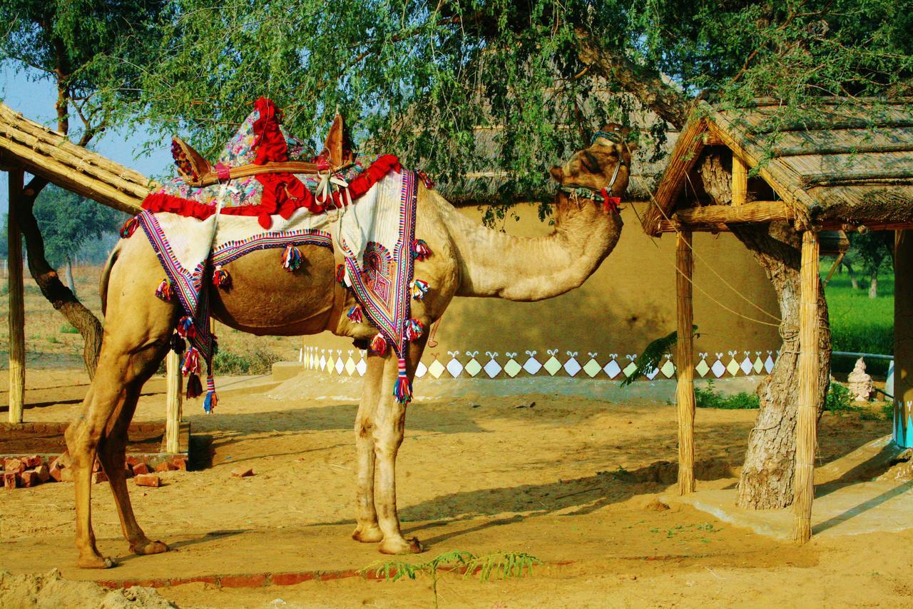 Desert Nights Mandāwa Eksteriør billede